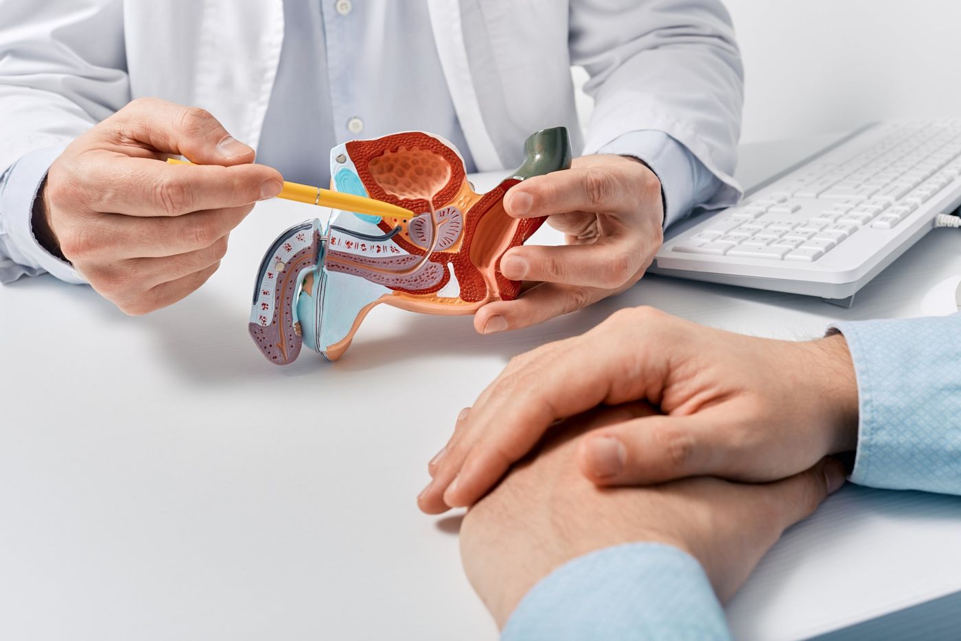 A urologist using an anatomical model to explain the prostate to a patient