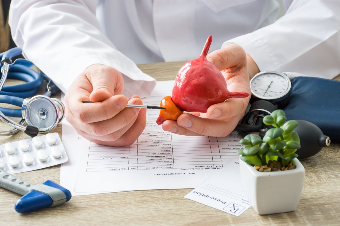 A doctor pointing to the prostate on an anatomical model of the bladder and prostate